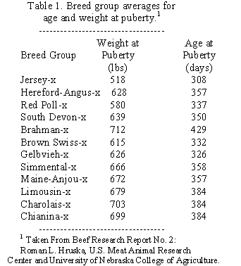 Angus Weight Chart