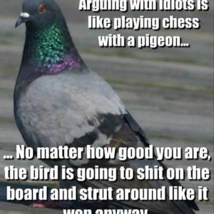 arguing with pigeons.jpg