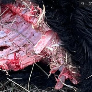 gnaw.jpg
