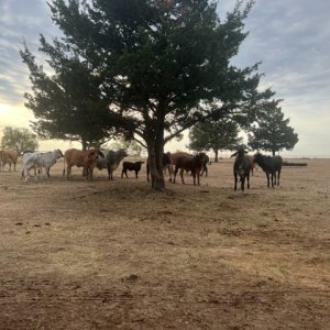reg heifers1.jpg
