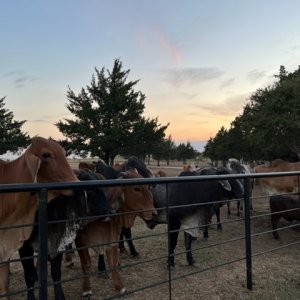 reg heifers3.jpg