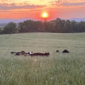 IMG_3996.jpeg