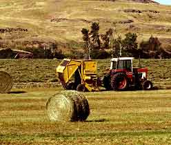 forage cattle factor beef important production needs