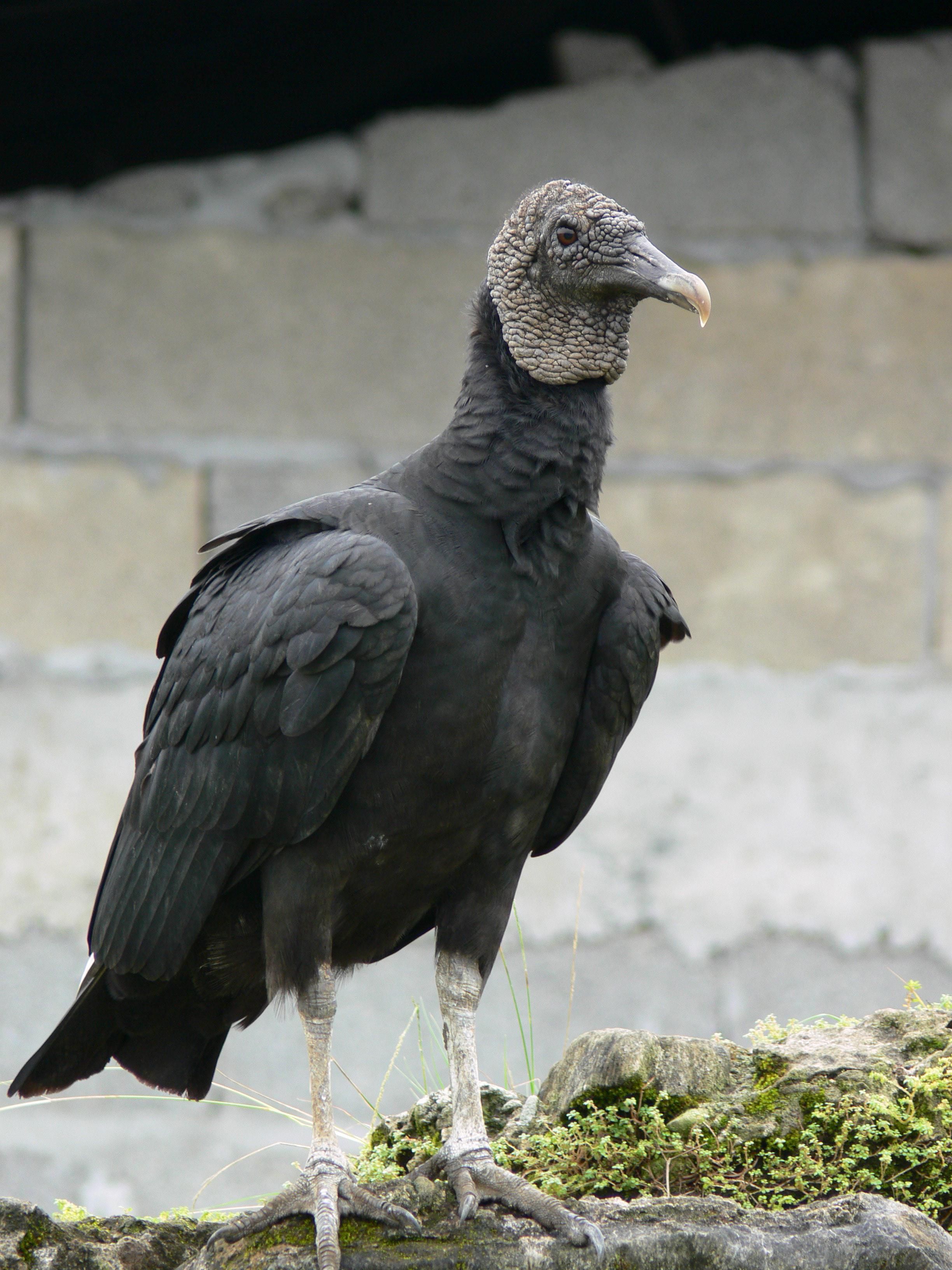 black-vulture-1amicgb.jpg