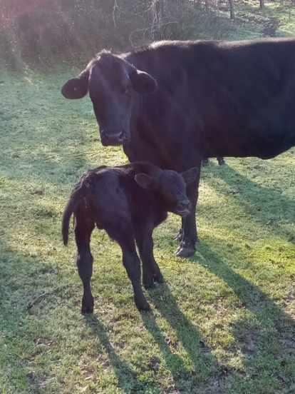 calf 3 bull 2024 b.jpg