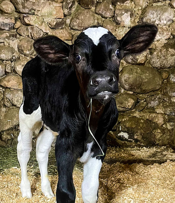 Dairy calf with underbite from Wisconsin.jpg
