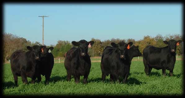 Saluda Heifer Sale